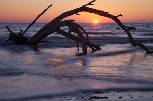 Bark;Beach;Beaches;Branch;Branches;Break of Day;Dawn;Daybreak;First Light;Herbaceous;Morning;Ocean;Plant;Sand;Sea;Shore;Shoreline;Sun-up;Tree;Tree Trunk;Trees;Trunk;Water;Waves